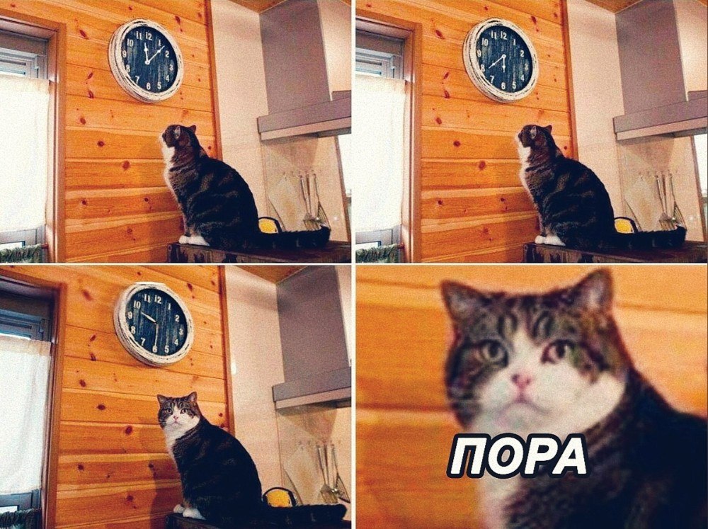 Друзья, привет! Я как тот кот на картинке, который долго-долго ждал и всё-таки сказал - ПО...